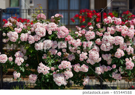 鐵軌和Toden線上的七彩玫瑰 65544588