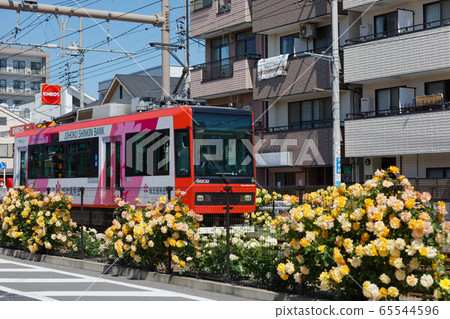 電車和沿線的七彩玫瑰花朵 65544596