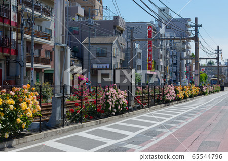 Railroad tracks and colorful roses along the Toden line 65544796