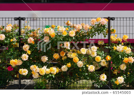 電車和沿線的七彩玫瑰花朵 65545003
