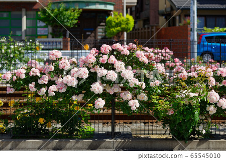 Toden線上的七彩玫瑰花朵 65545010