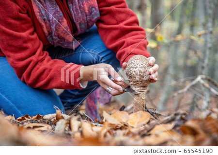 Woman gathers in the woods edible parasol mushroom 65545190