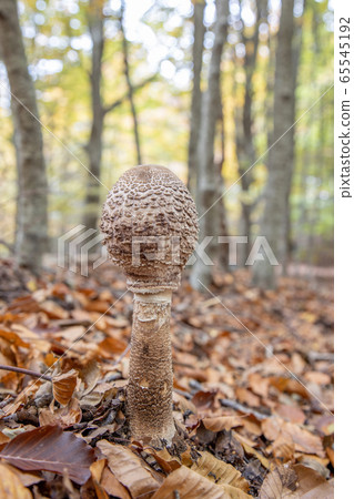 Edible fresh parasol mushroom (Macrolepiota 65545192