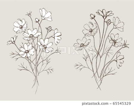 Cosmos bouquet line art pen drawing 65545329
