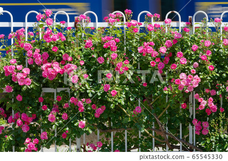Railroad tracks and colorful roses along the Toden line 65545330