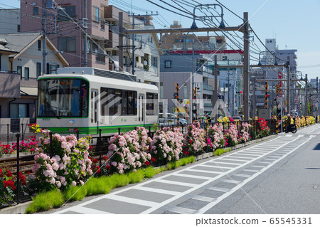 Tram and colorful rose flowers along the line 65545331
