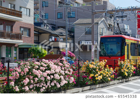 電車和沿線的七彩玫瑰花朵 65545338