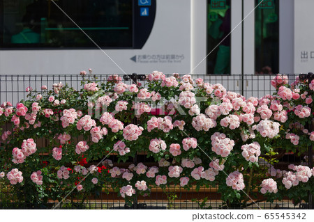 電車和沿線的七彩玫瑰花朵 65545342