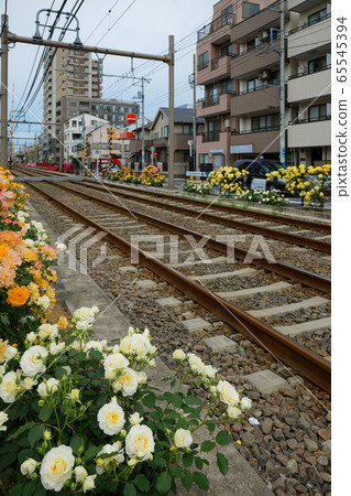 鐵軌和Toden線上的七彩玫瑰 65545394