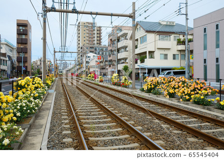 電車和沿線的七彩玫瑰花朵 65545404