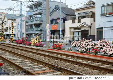 鐵軌和Toden線上的七彩玫瑰 65545409