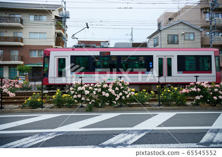 電車和沿線的七彩玫瑰花朵 65545552