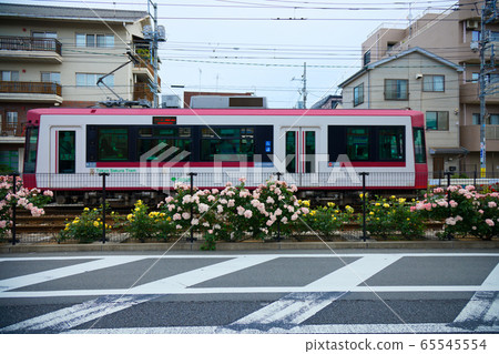電車和沿線的七彩玫瑰花朵 65545554