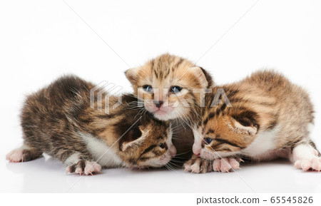 Small kitty playing Small kitty playing 65545826