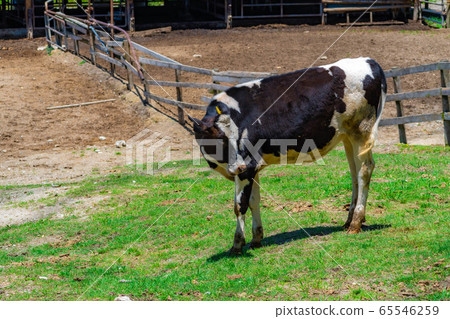 Dairy cow Aichi Ranch [Aichi Prefecture] 65546259