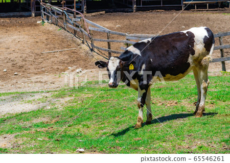 Dairy cow Aichi Ranch [Aichi Prefecture] 65546261