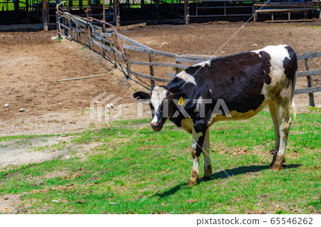 Dairy cow Aichi Ranch [Aichi Prefecture] 65546262