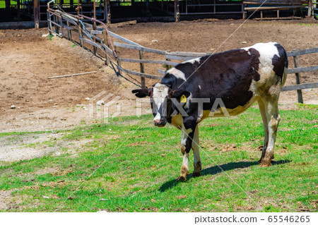 Dairy cow Aichi Ranch [Aichi Prefecture] 65546265