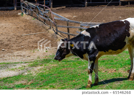 Dairy cow Aichi Ranch [Aichi Prefecture] 65546268