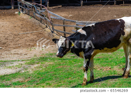 Dairy cow Aichi Ranch [Aichi Prefecture] 65546269
