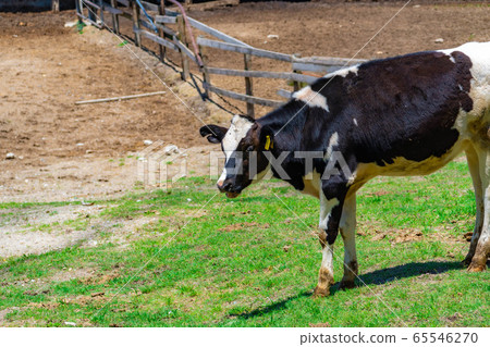 Dairy cow Aichi Ranch [Aichi Prefecture] 65546270