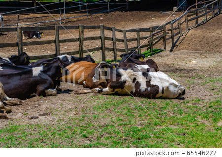 Dairy cow Aichi Ranch [Aichi Prefecture] 65546272