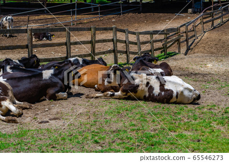 Dairy cow Aichi Ranch [Aichi Prefecture] 65546273