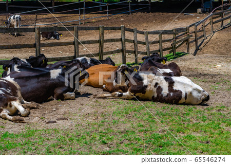 Dairy cow Aichi Ranch [Aichi Prefecture] 65546274