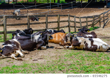 Dairy cow Aichi Ranch [Aichi Prefecture] 65546275