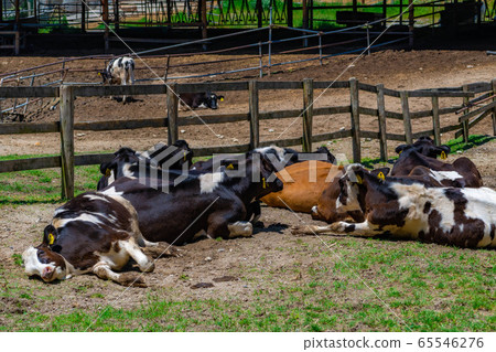 Dairy cow Aichi Ranch [Aichi Prefecture] 65546276