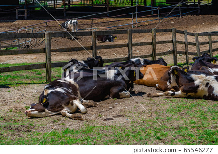 Dairy cow Aichi Ranch [Aichi Prefecture] 65546277
