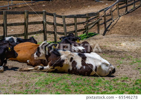 Dairy cow Aichi Ranch [Aichi Prefecture] 65546278