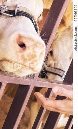Agriculture animal sick. Cow portrait, beef meat. Milk kine Agriculture animal sick. Cow portrait, beef meat. Milk kine 65546301