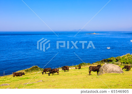 杉之原牧場鹿島[佐賀縣唐津市] 65546905