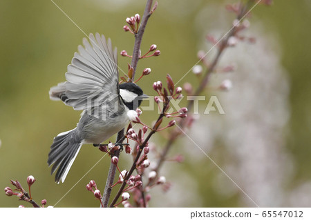 Great tit 65547012