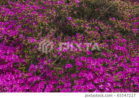 韓國江原道天原郡漢灘河Jiktang Falls杜鵑花 韓國江原道天原郡漢灘河Jiktang Falls杜鵑花 65547217