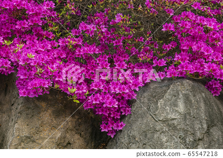 Azalea, Jiktang Falls, Hantan River, Cheorwon-gun, Gangwon-do, Korea 65547218