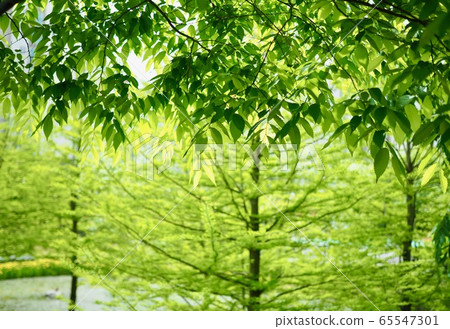 Fresh green leaves in the Korean forest Fresh green leaves in the Korean forest 65547301