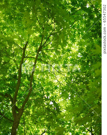 Fresh green leaves in the Korean forest Fresh green leaves in the Korean forest 65547302