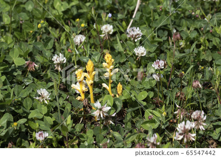 香蕉鰻魚 65547442