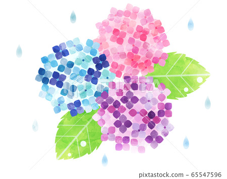 繡球花23繡球花 65547596