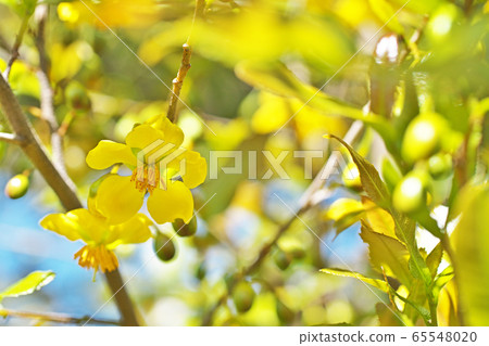 黃色米奇老鼠樹花 65548020