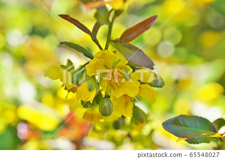 黃色米奇老鼠樹花 65548027