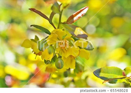 黃色米奇老鼠樹花 65548028