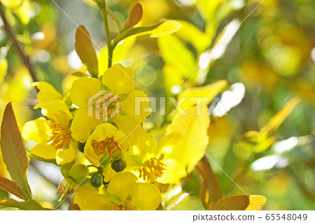 黃色米奇老鼠樹花 65548049