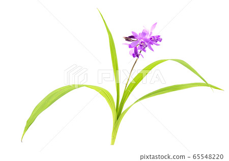 Purple 65548220
