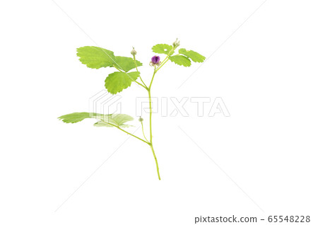 Navales strawberry 65548228