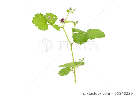 Navales草莓 65548229