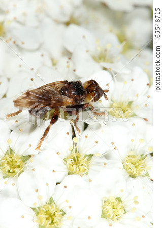 Creatures Insects, fly, and flies often seen in flowers in spring. According to the name, it looks mottled when viewed from above. Creatures Insects, fly, and flies often seen in flowers in spring. According to the name, it looks mottled when viewed from above. 65548715