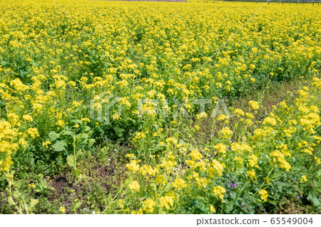 Rape field spring, shore of Lake Isanuma, Kawagoe City Rape field spring, shore of Lake Isanuma, Kawagoe City 65549004